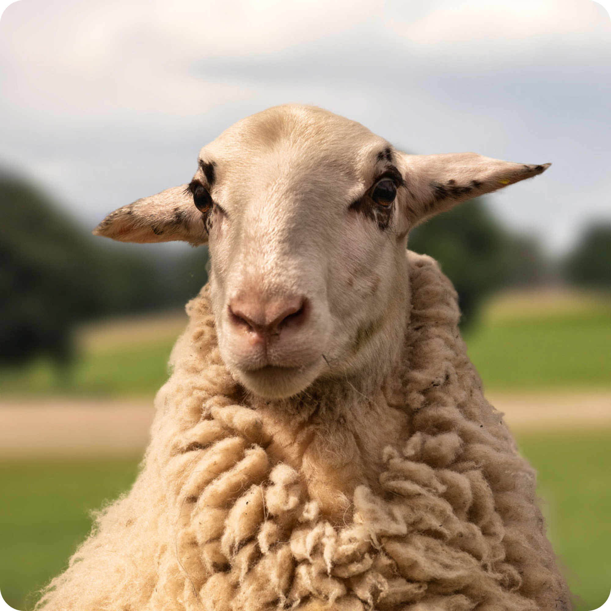 The gay sheep Rakete from the Rainbow Wool flock looks friendly into the camera.