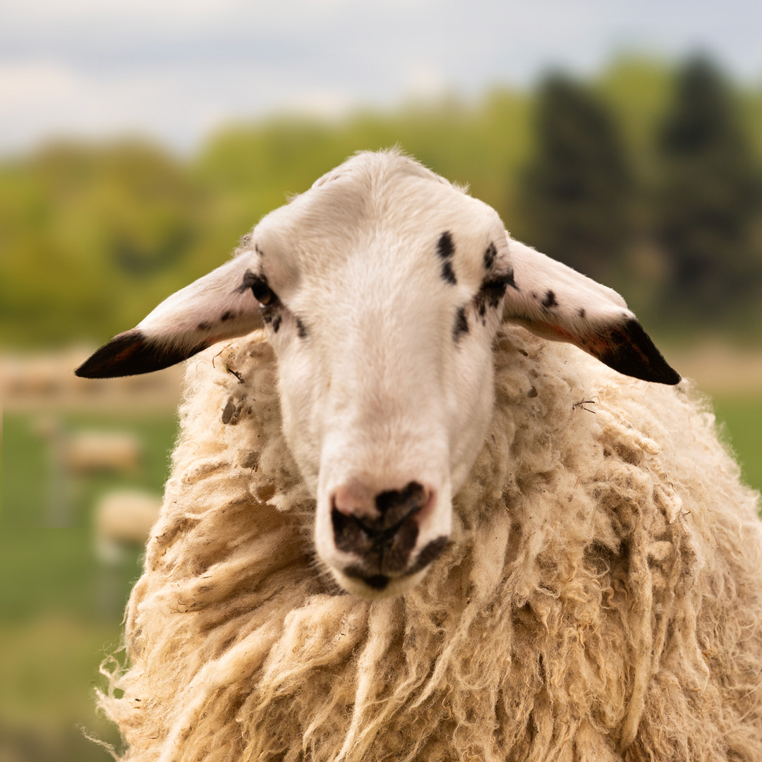 The gay sheep Mark Renton from the Rainbow Wool flock looks directly into the camera, proudly presents his white sheep wool and can’t wait for a new animal sponsorship!