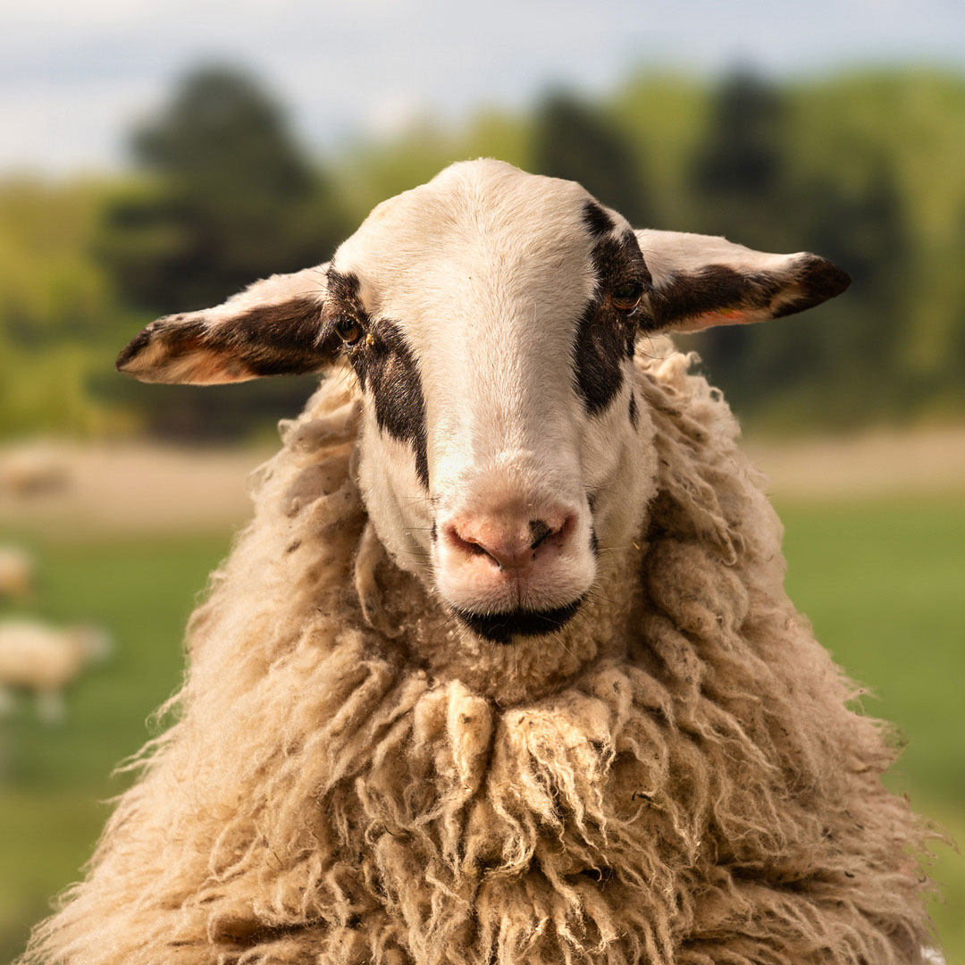 The gay sheep Maehmet from the Rainbow Wool flock looks friendly into the camera.