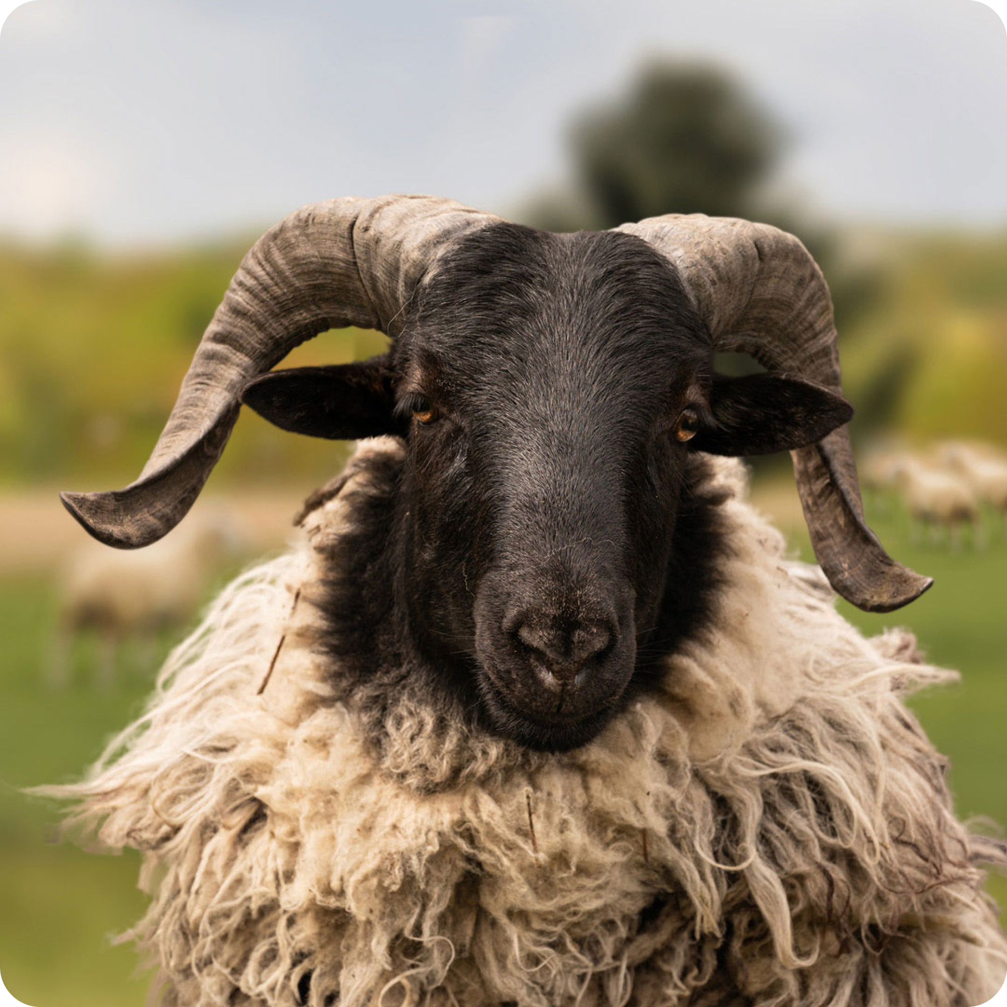 Schwules Schaf Horny Das schwule Schaf Horny aus der Rainbow Wool Herde guckt freundlich in die Kamera.