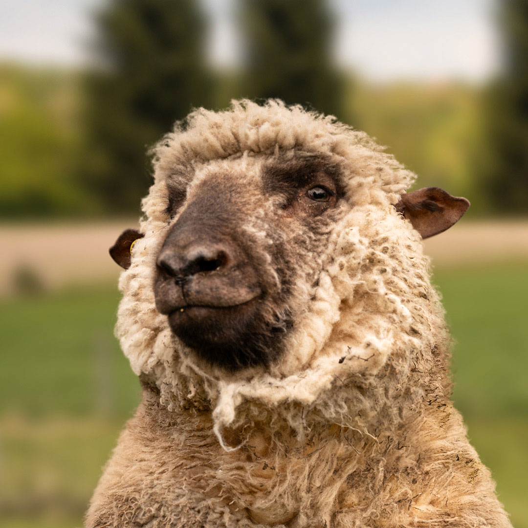 Das schwule Schaf Cowboy Joey aus der Rainbow Wool Herde guckt direkt in die Kamera, zeigt stolz seine wuschelige Schafwolle und freut sich über jede neue Tierpatenschaft!