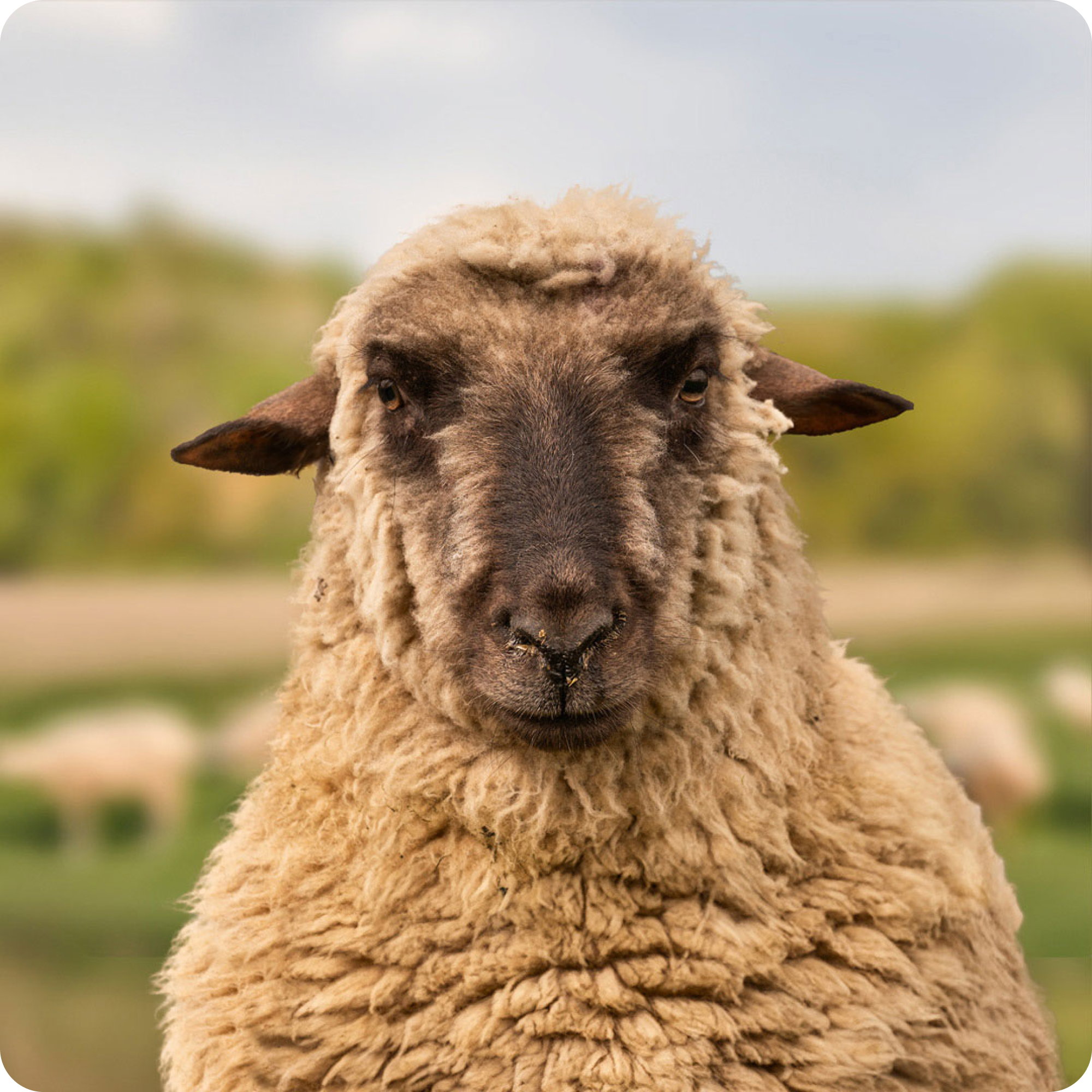 The gay sheep Horny from the Rainbow Wool flock looks friendly into the camera.