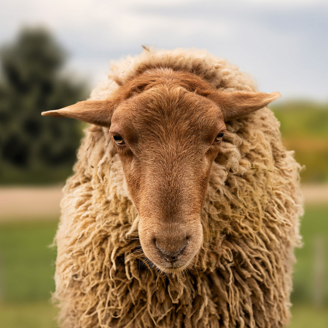 The gay sheep Mark Renton from the Rainbow Wool flock looks directly into the camera, proudly presents his white sheep wool and can’t wait for a new animal sponsorship!