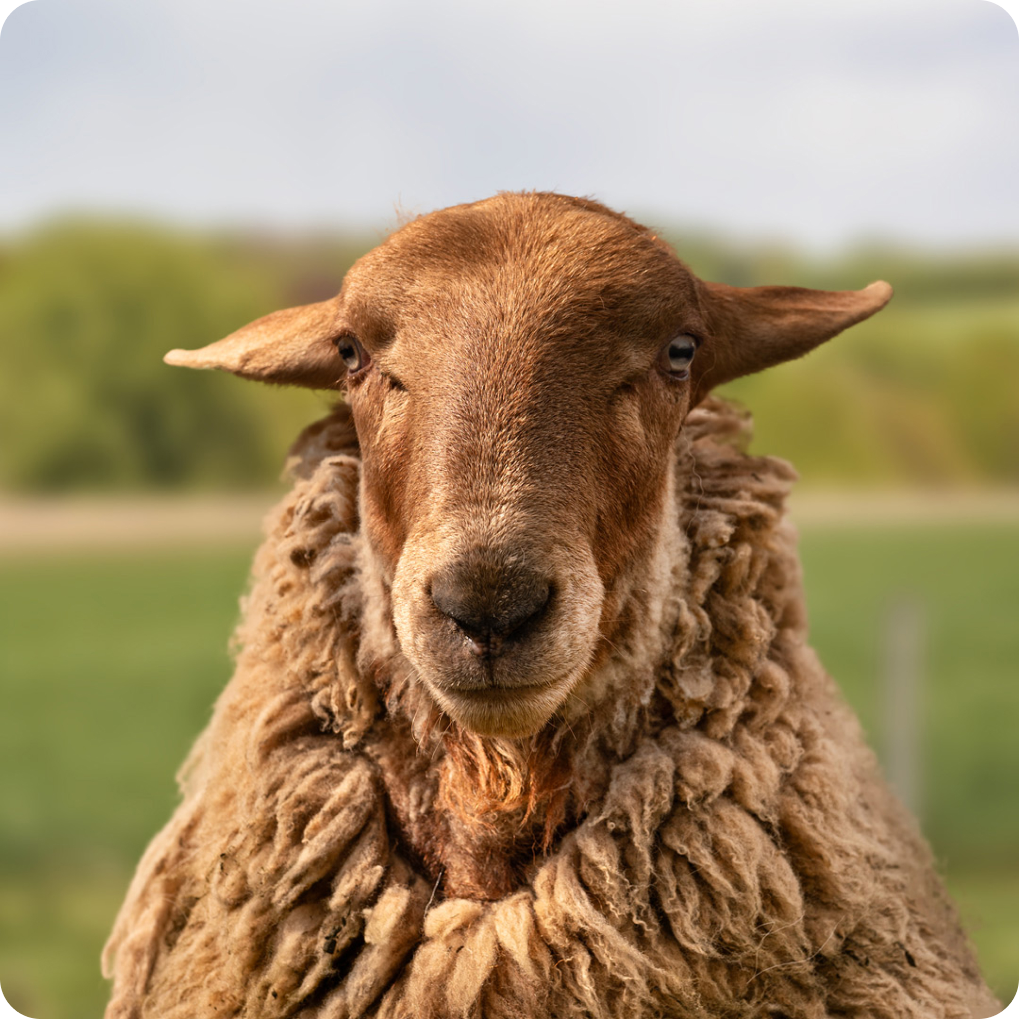 The gay sheep Wolli from the Rainbow Wool flock looks directly into the camera, proudly presents his tousled sheep wool and can’t wait for a new animal sponsorship!