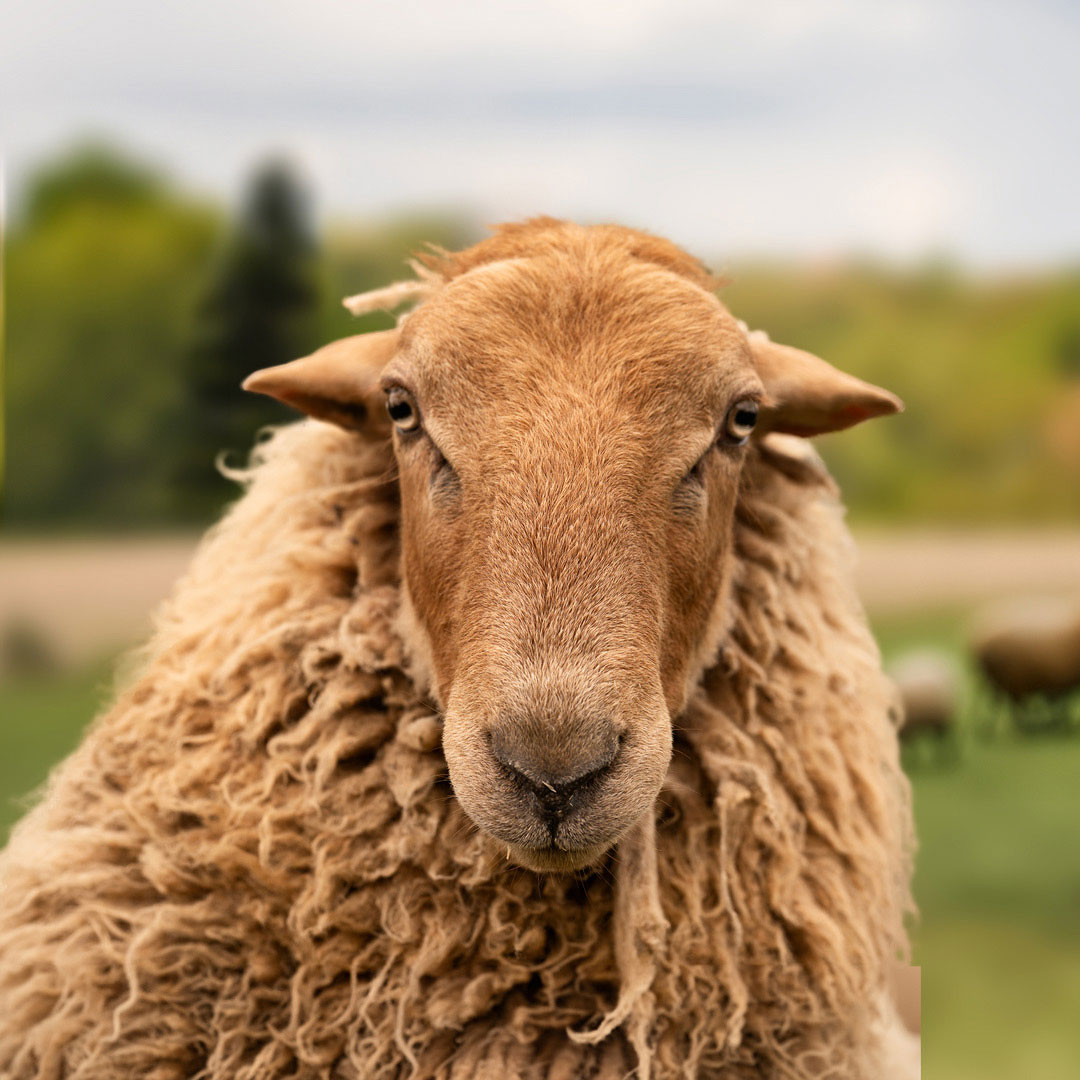 The gay sheep Mark Renton from the Rainbow Wool flock looks directly into the camera, proudly presents his white sheep wool and can’t wait for a new animal sponsorship!