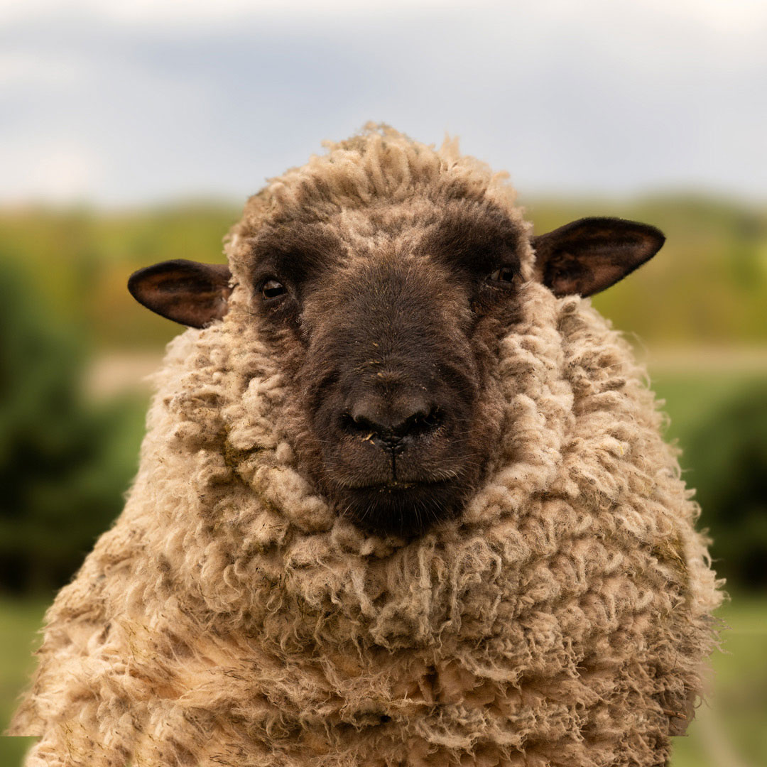 The gay sheep Silvester Loverboy from the Rainbow Wool flock looks directly into the camera, proudly presents his white sheep wool and can’t wait for a new animal sponsorship!