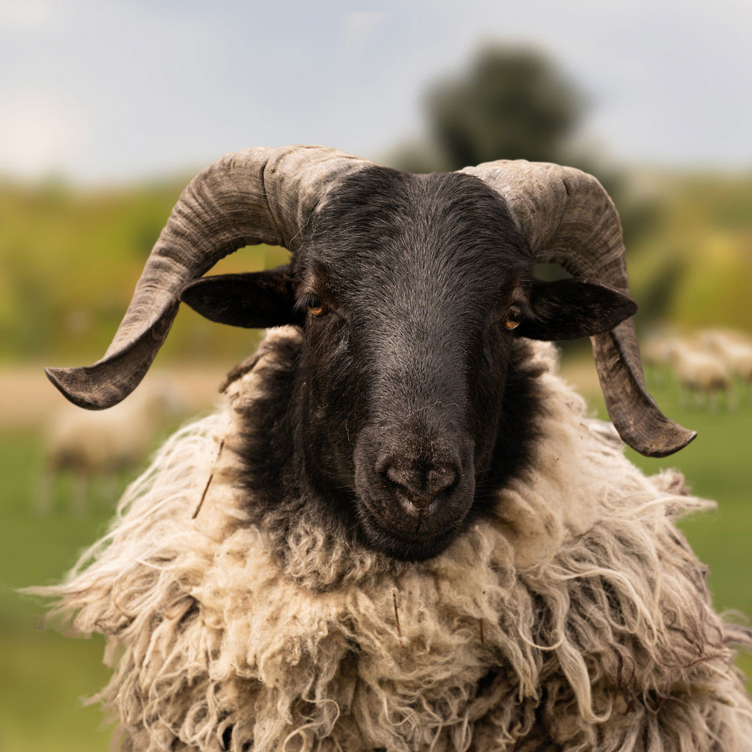 The gay sheep Enton from the Rainbow Wool flock looks directly into the camera, proudly presents his tousled sheep wool and can’t wait for a new animal sponsorship!