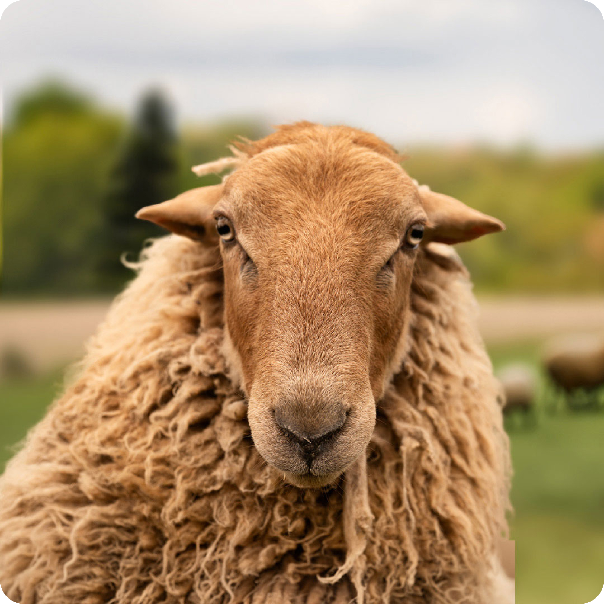 The gay sheep Mark Renton from the Rainbow Wool flock looks friendly into the camera.