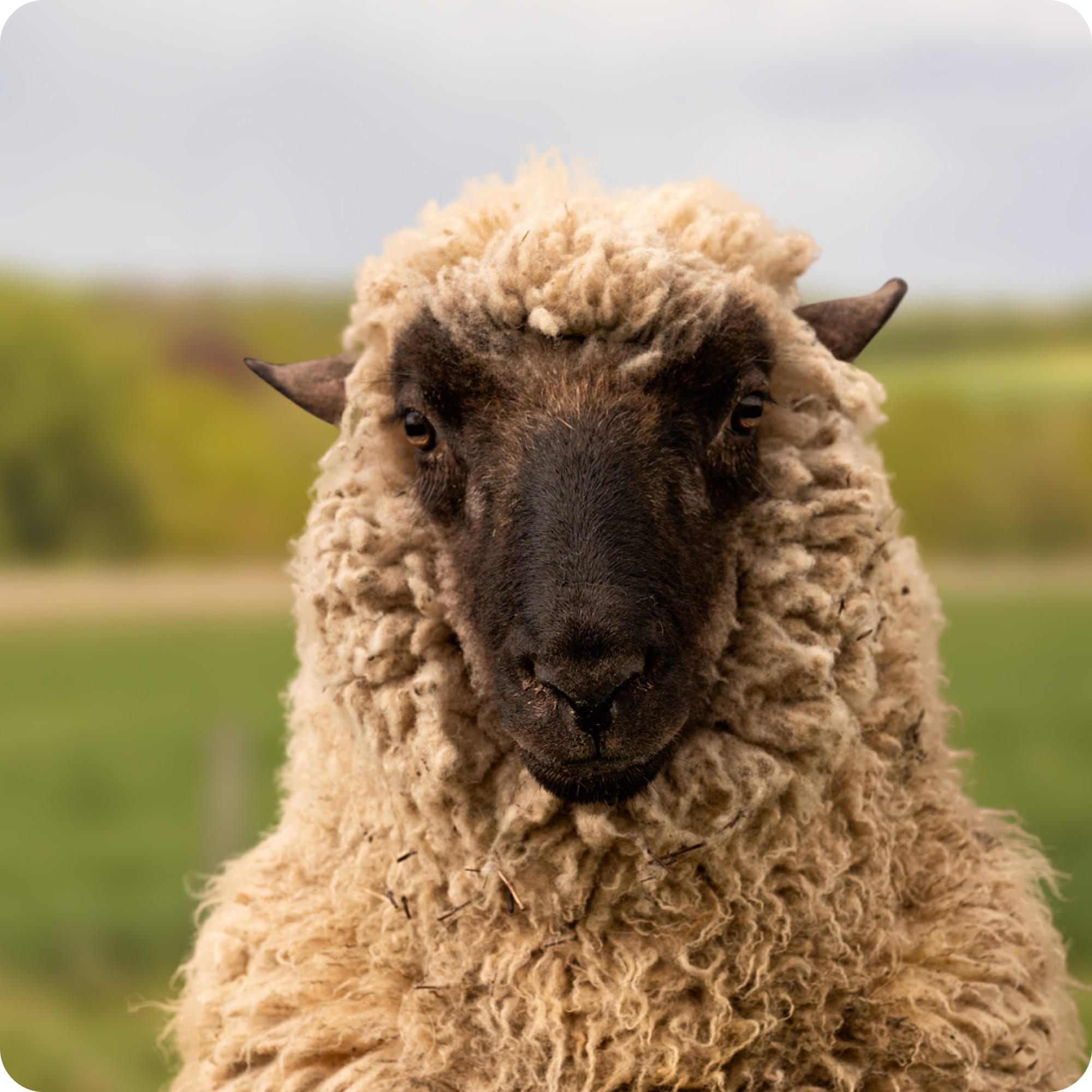 The gay sheep Madonna from the Rainbow Wool flock looks friendly into the camera.