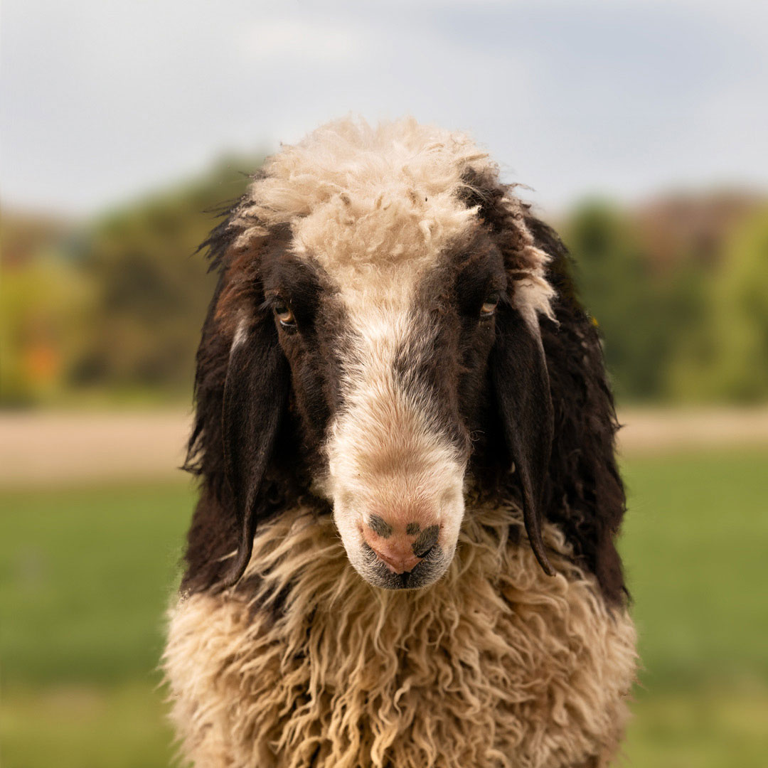 Das schwule Schaf Enton aus der Rainbow Wool Herde guckt direkt in die Kamera, zeigt stolz seine wuschelige Schafwolle und freut sich über jede neue Tierpatenschaft!