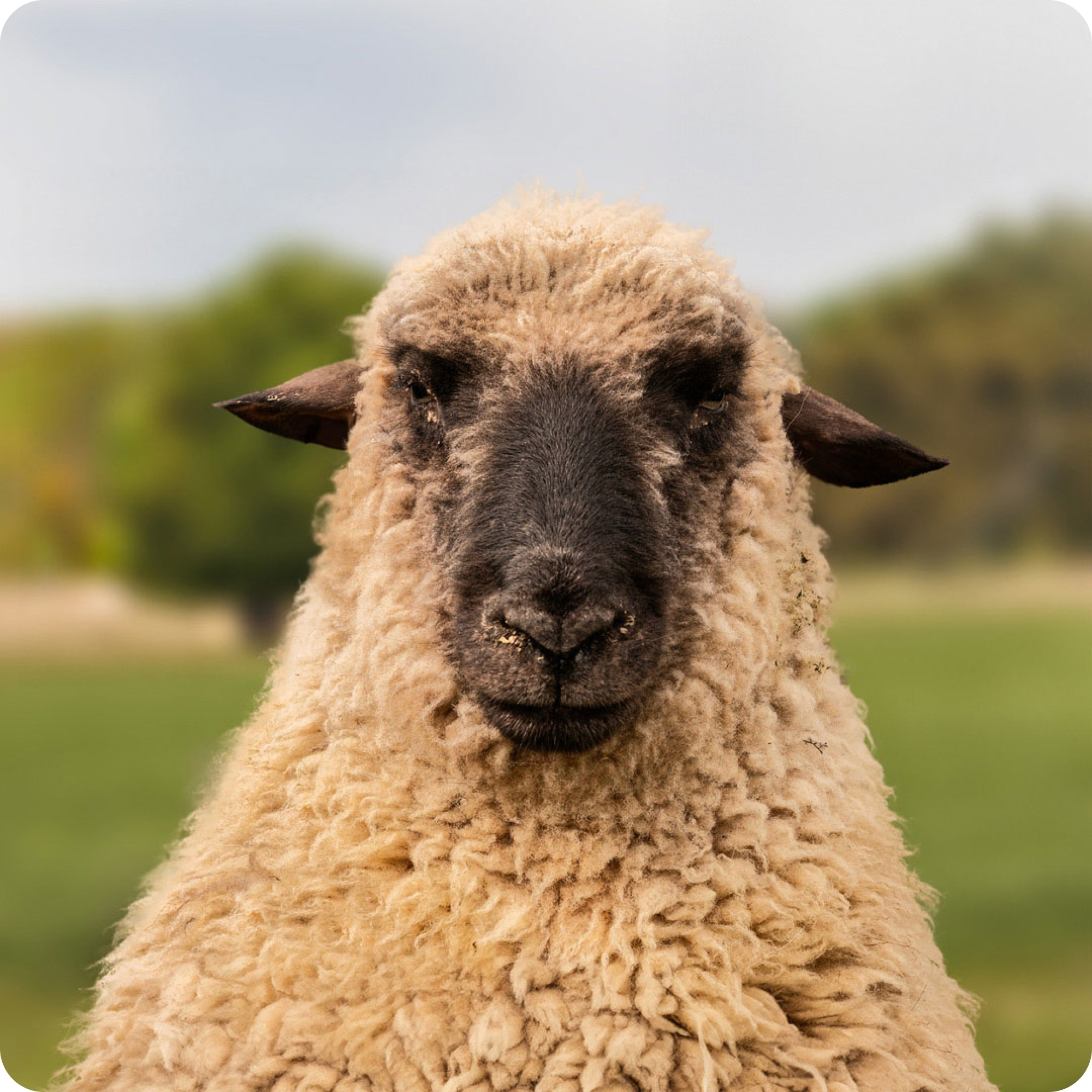 The gay sheep Flauschi Bauschi from the Rainbow Wool flock looks friendly into the camera.