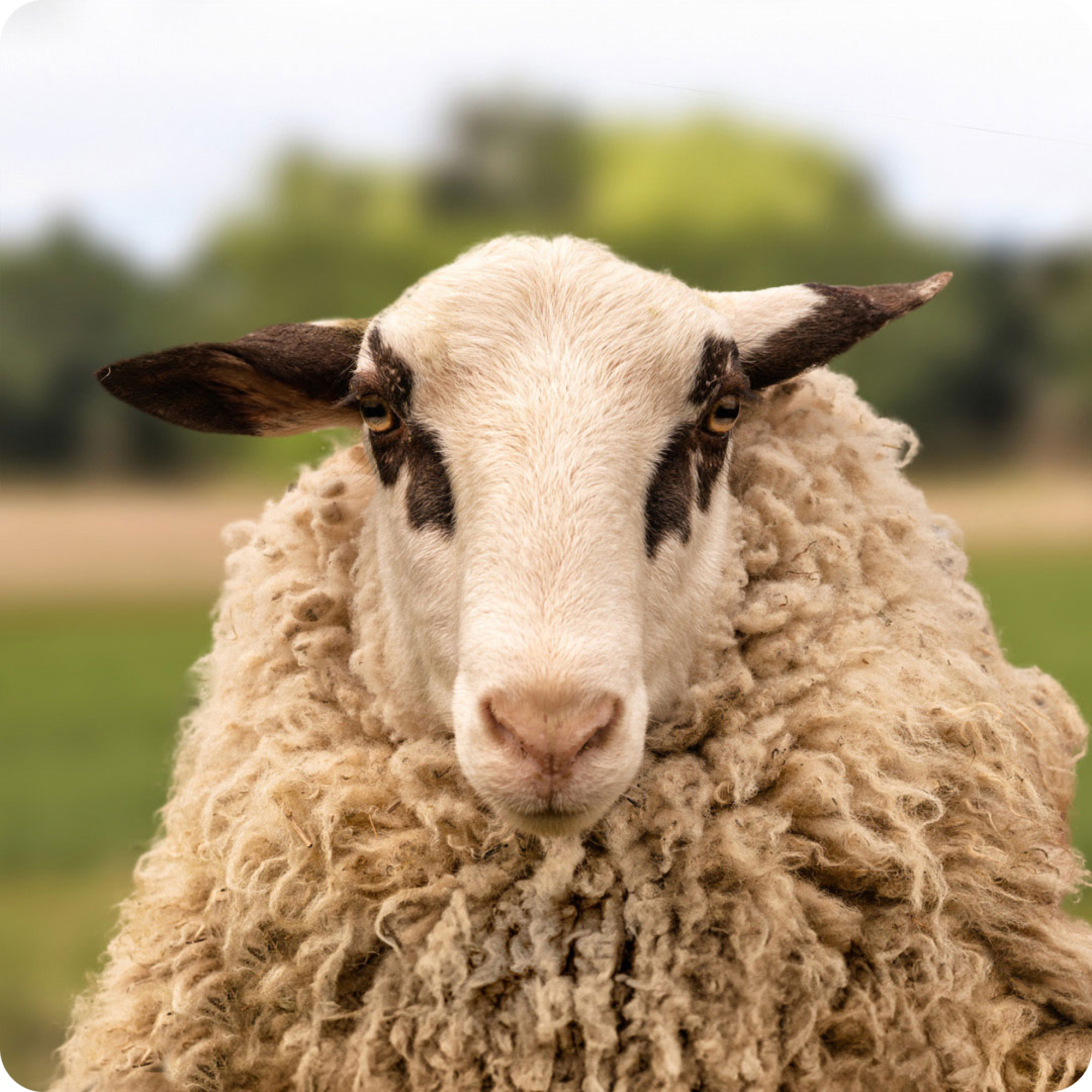 The gay sheep Fridolin von Schaaf from the Rainbow Wool flock looks friendly into the camera.