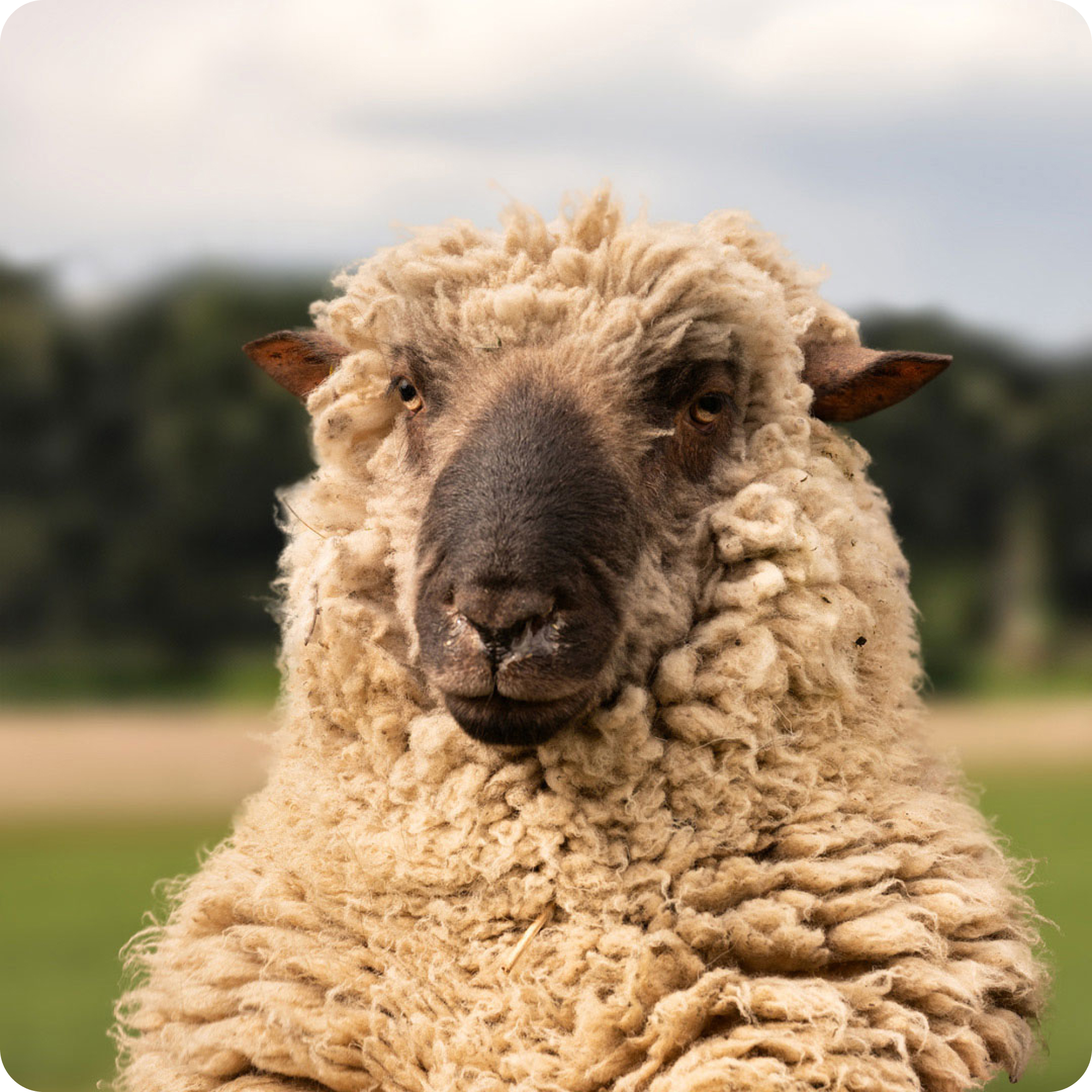 The gay sheep Wolle Petry from the Rainbow Wool flock looks friendly into the camera.