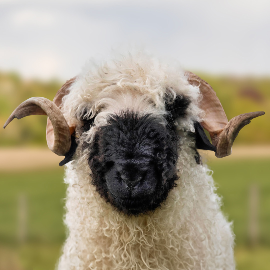 The gay sheep Idefix  from the Rainbow Wool flock looks directly into the camera, proudly presents his brown sheep wool and can’t wait for a new animal sponsorship!