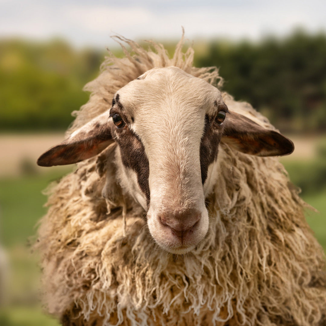 Das schwule Schaf Hansi aus der Rainbow Wool Herde guckt direkt in die Kamera, zeigt stolz seine wuschelige Schafwolle und freut sich über jede neue Tierpatenschaft!