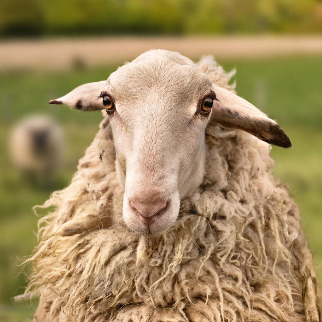 The gay sheep Achilles Flockissimo from the Rainbow Wool flock looks directly into the camera, proudly presents his white sheep wool and can’t wait for a new animal sponsorship!