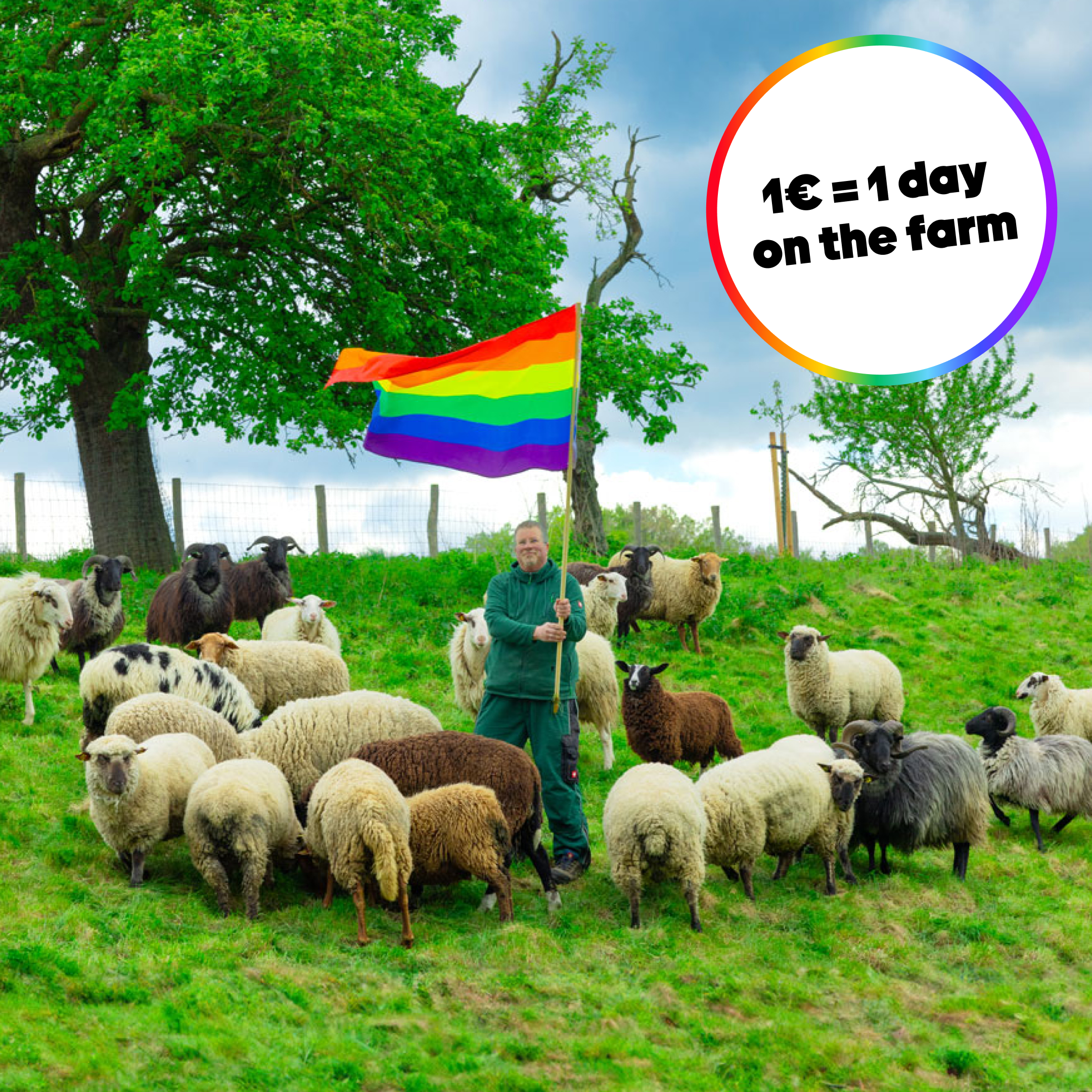 The Rainbow Wool flock of gay sheep together with the gay shepherd on a beautiful, green pasture. The shepherd holds a rainbow flag. A text informs about the animal sponsorship: 1€ = 1 day on the farm.