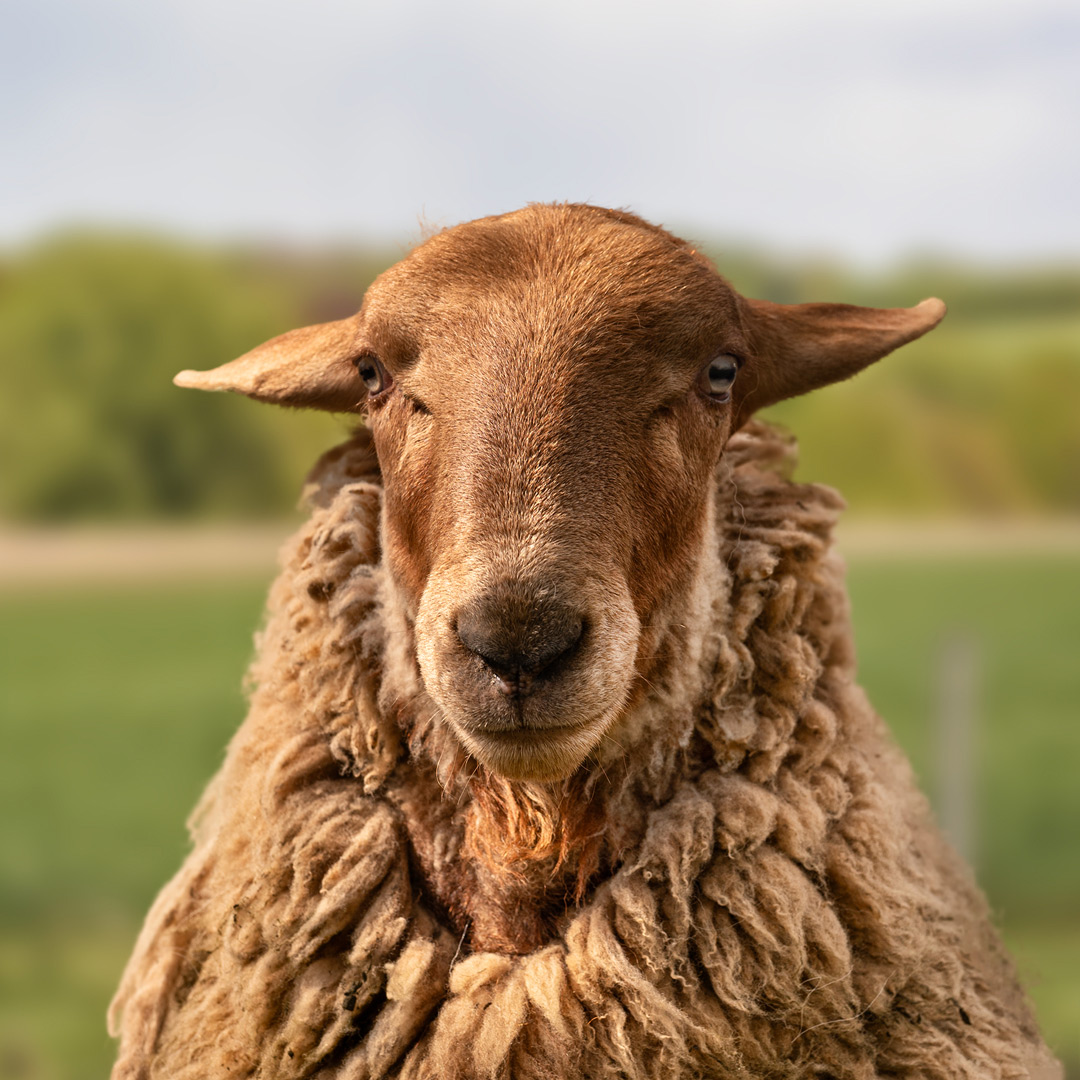 The gay sheep Wolli from the Rainbow Wool flock looks directly into the camera, proudly presents his tousled sheep wool and can’t wait for a new animal sponsorship!