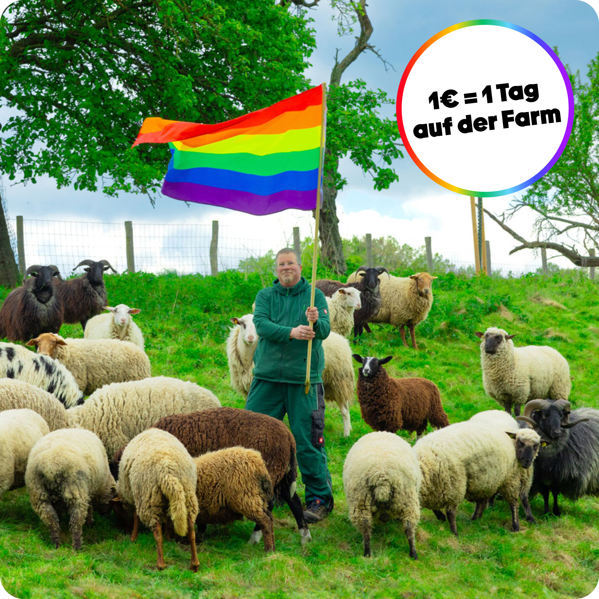 Rainbow Wool Schäfer mit Regenbogenflagge und Schafen im Grünen. 1€ ermöglicht 1 Tag auf der Farm