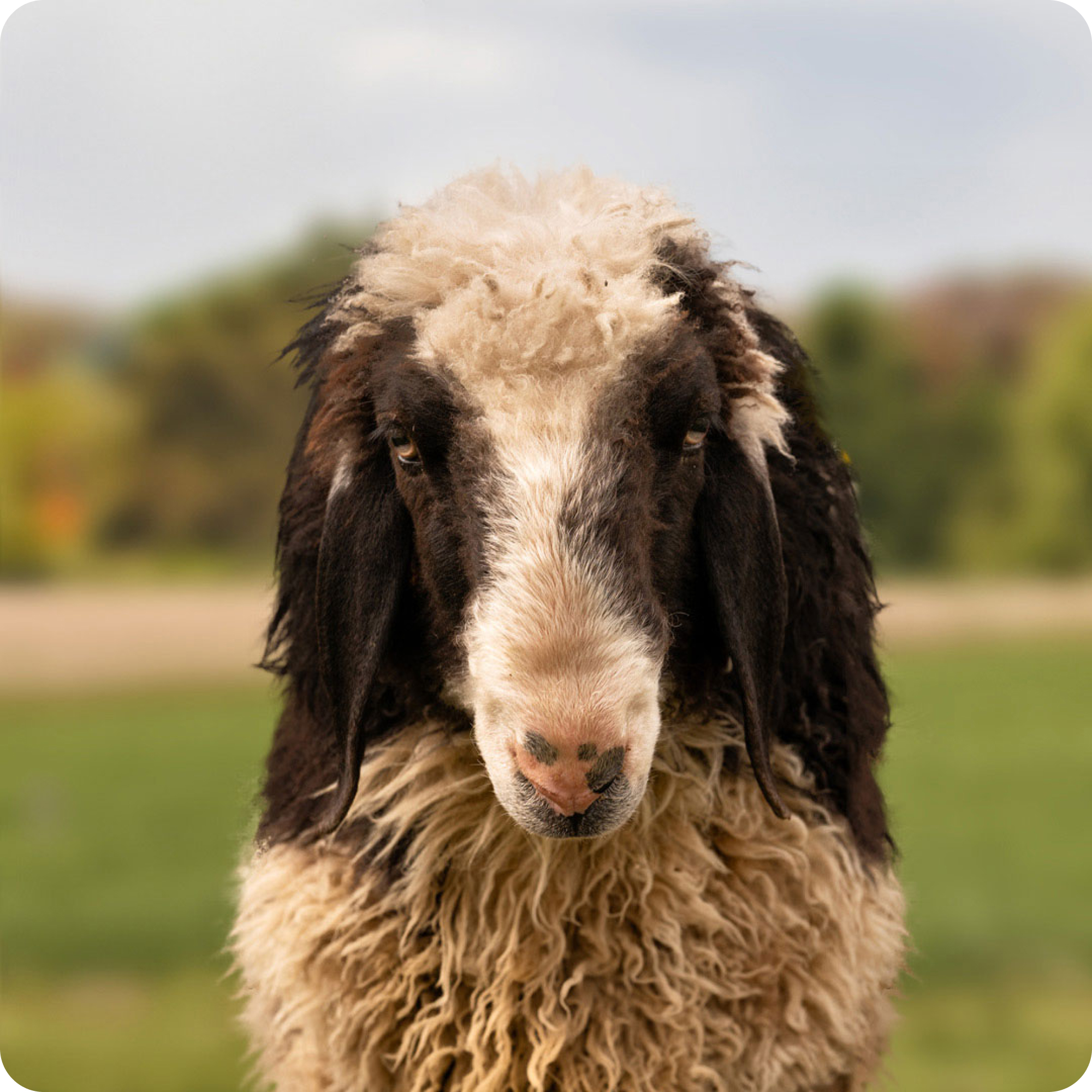 Gay sheep Jean Woll Gaultier The gay sheep Jean Woll Gaultier from the Rainbow Wool flock looks friendly into the camera.