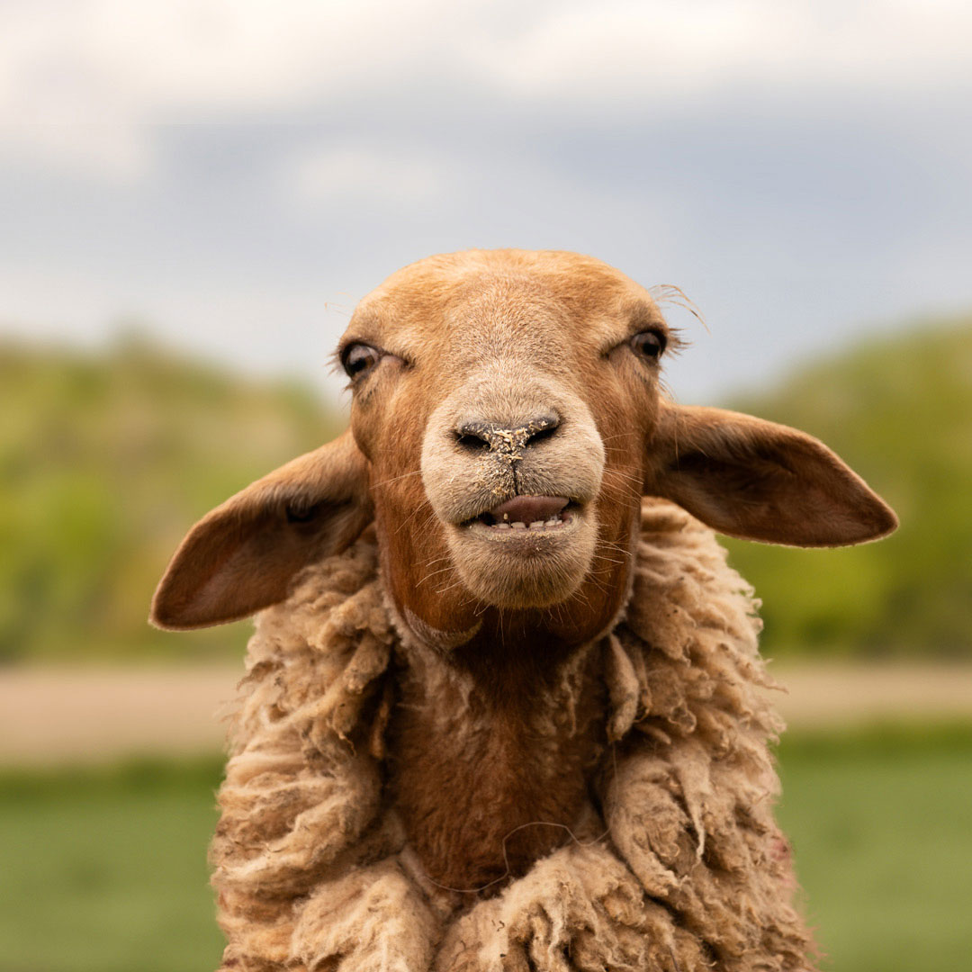 The gay sheep Max Socke from the Rainbow Wool flock looks directly into the camera, proudly presents his brown sheep wool and can’t wait for a new animal sponsorship!