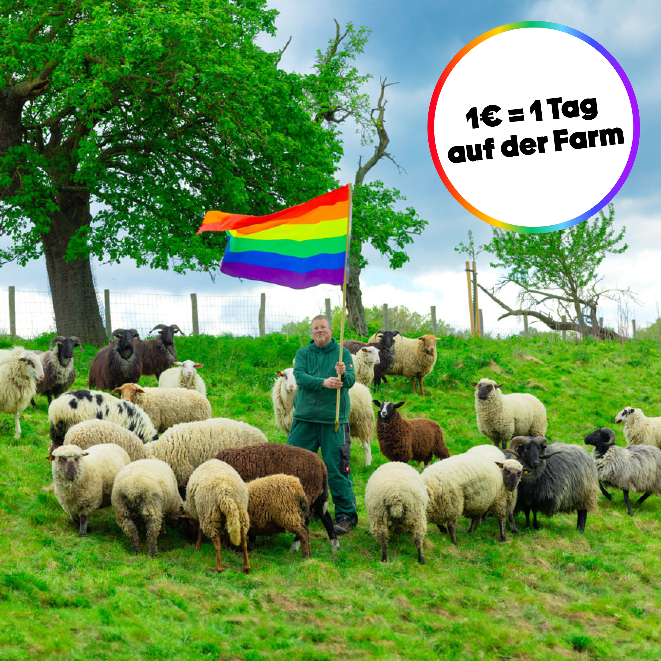 The Rainbow Wool flock of gay sheep together with the gay shepherd on a beautiful, green pasture. The shepherd holds a rainbow flag. A text informs about the animal sponsorship: 1€ = 1 day on the farm.