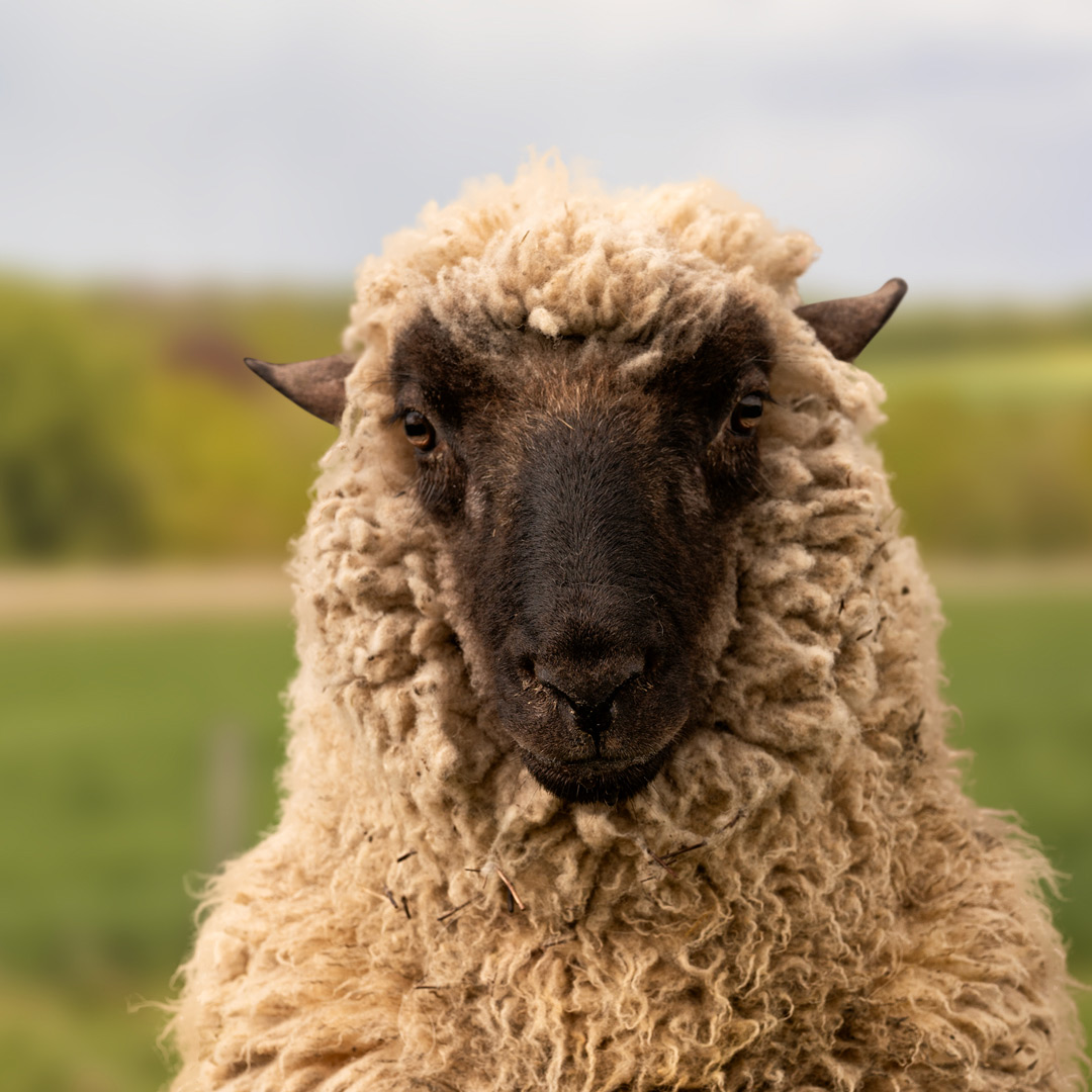 Das schwule Schaf Hansi aus der Rainbow Wool Herde guckt direkt in die Kamera, zeigt stolz seine wuschelige Schafwolle und freut sich über jede neue Tierpatenschaft!