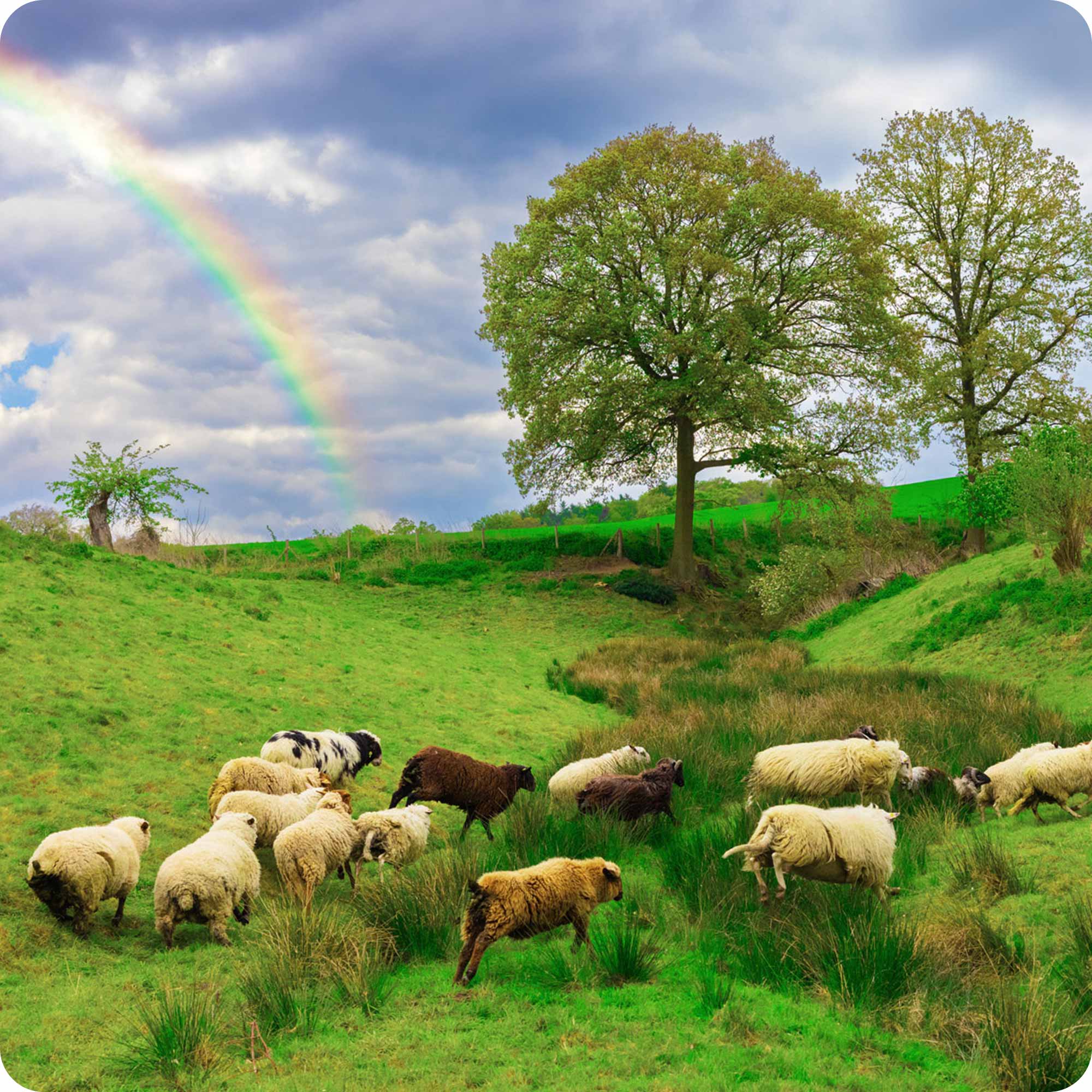 The Rainbow Wool flock on green pasture The flock on green pasture