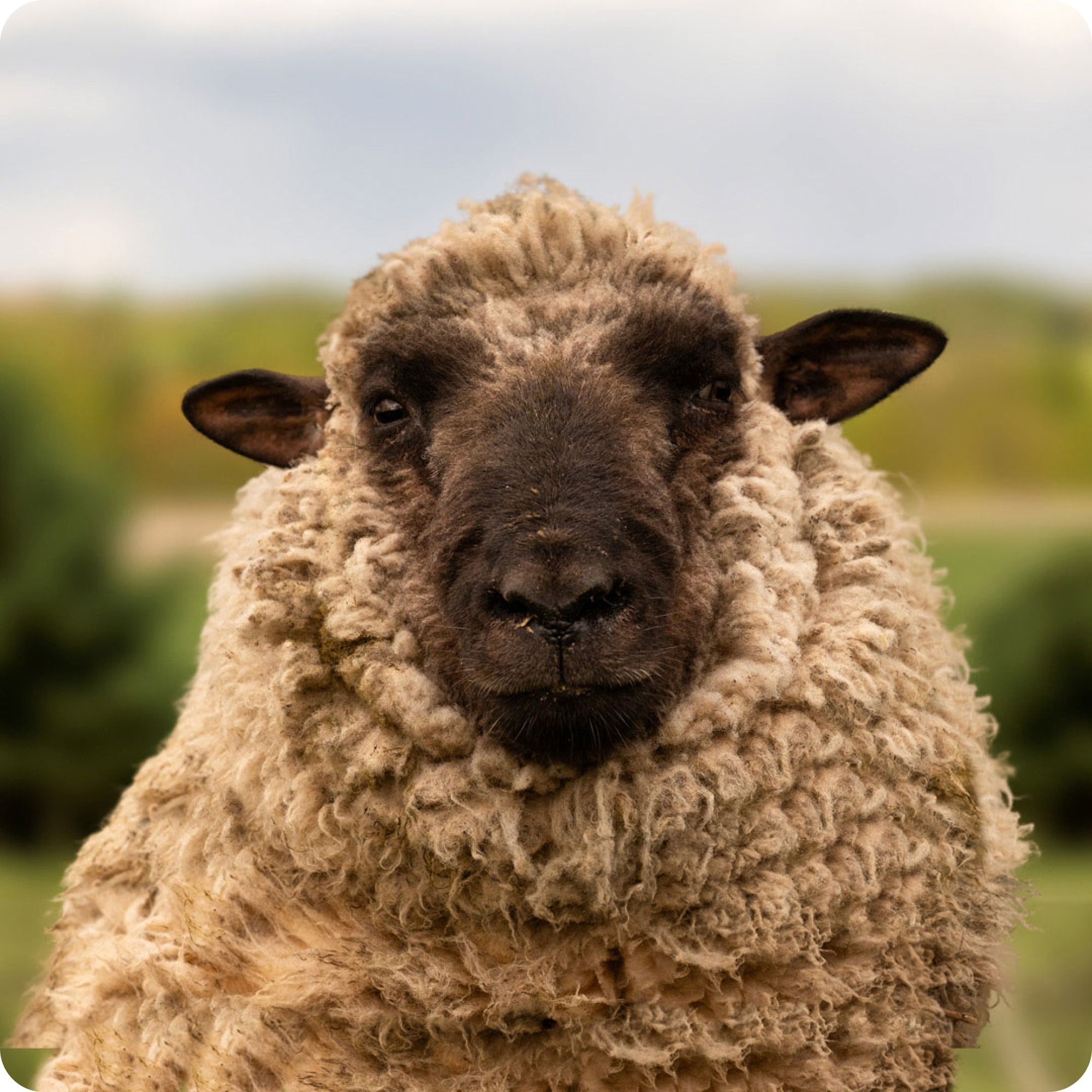 The gay sheep Wolli Wonka from the Rainbow Wool flock looks friendly into the camera.