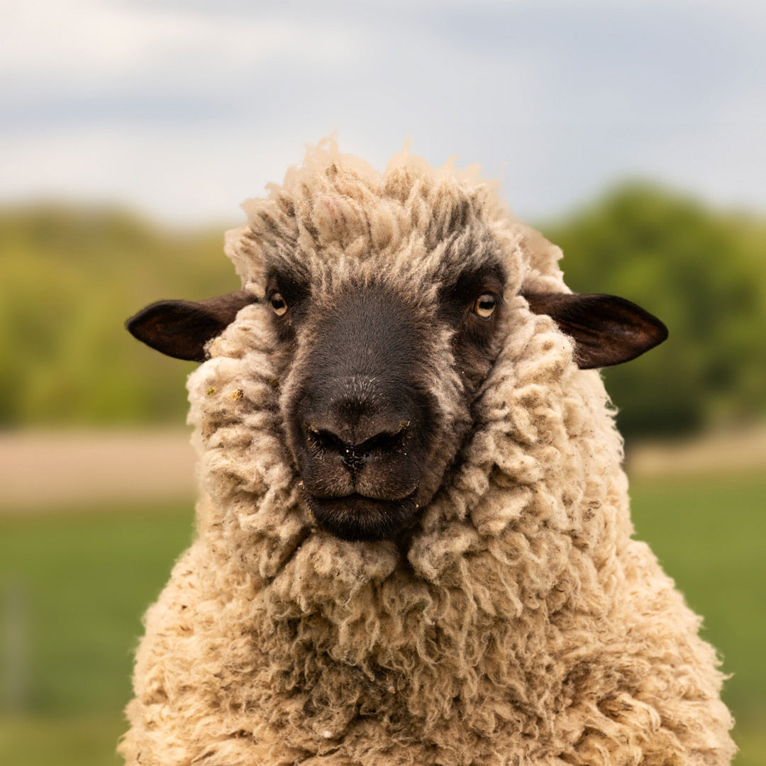 Das schwule Schaf Franz Kafka aus der Rainbow Wool Herde guckt direkt in die Kamera, zeigt stolz seine braune Schafwolle und freut sich über jede neue Tierpatenschaft!